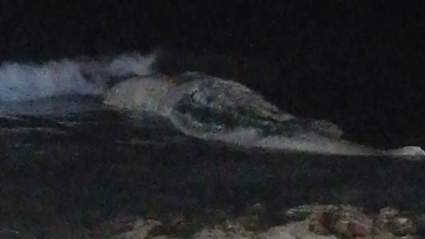 Aparece el cadáver de un cachalote gigante en una céntrica playa de Torrevieja Aparece el cadáver de un cachalote gigante en una céntrica playa de Torrevieja
