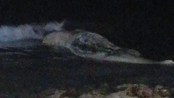 Aparece el cadáver de un cachalote gigante en una céntrica playa de Torrevieja
