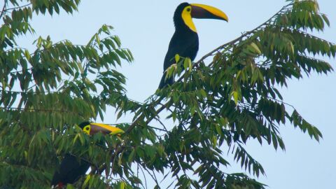 Tucán de mandíbula castaña_La Moskitia,Honduras_Carlos Orellana
