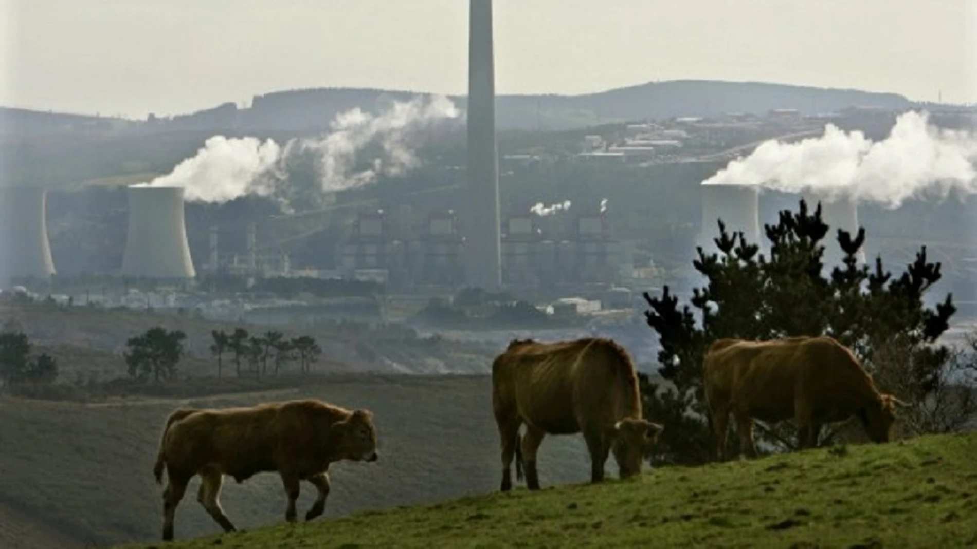 Vacas pastando frente a la central térmica de As Pontes