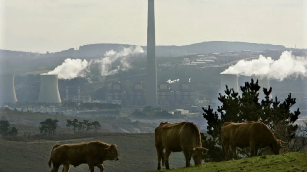 Vacas pastando frente a la central térmica de As Pontes