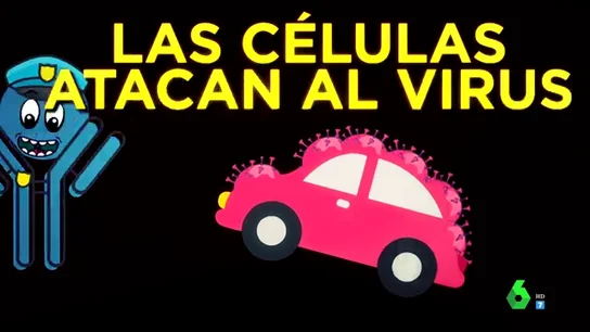 ¿Existe la inmunidad real al coronavirus? Así son las 'células T' que combaten al virus ¿Existe la inmunidad real al coronavirus? Así son las 'células T' que combaten al virus