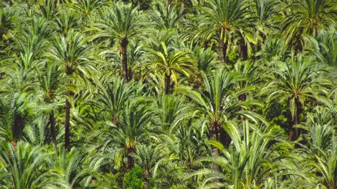 Palmeral de Elche Palmeral de Elche