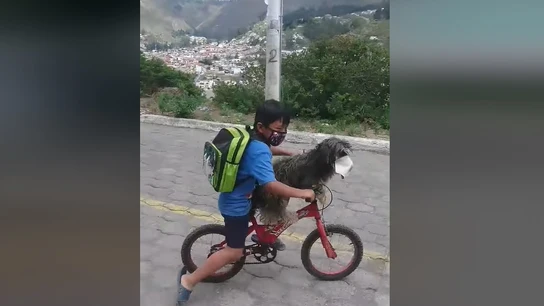 En vídeo se observa cómo el pequeño le pone a su perro una mascarilla En vídeo se observa cómo el pequeño le pone a su perro una mascarilla