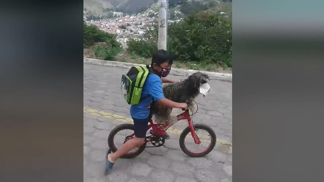 En vídeo se observa cómo el pequeño le pone a su perro una mascarilla