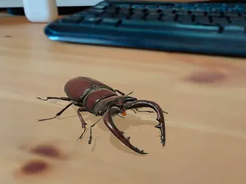 Lucanidae en realidad aumentada Lucanidae en realidad aumentada