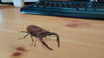 Lucanidae en realidad aumentada