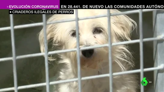 Protectoras piden no comprar animales: "Adóptalos, tras el perro con el lacito hay una crueldad salvaje" Protectoras piden no comprar animales: "Adóptalos, tras el perro con el lacito hay una crueldad salvaje"