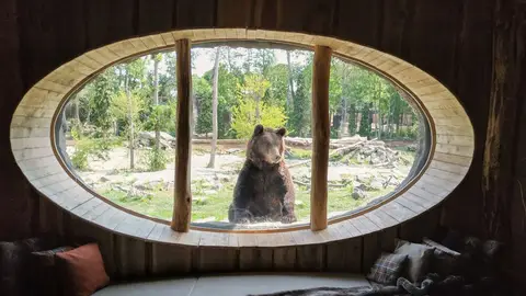 Oso Pardo Oso Pardo