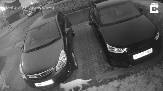 Una cámara de seguridad capta a un 'gato fantasma' y se vuelve viral Una cámara de seguridad capta a un 'gato fantasma' y se vuelve viral