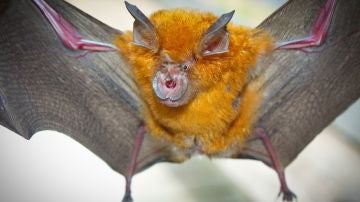 El SARS CoV 2 lleva entre 70 y 40 anos en los murcielagos y lo mas probable es que saltara directamente a humanos