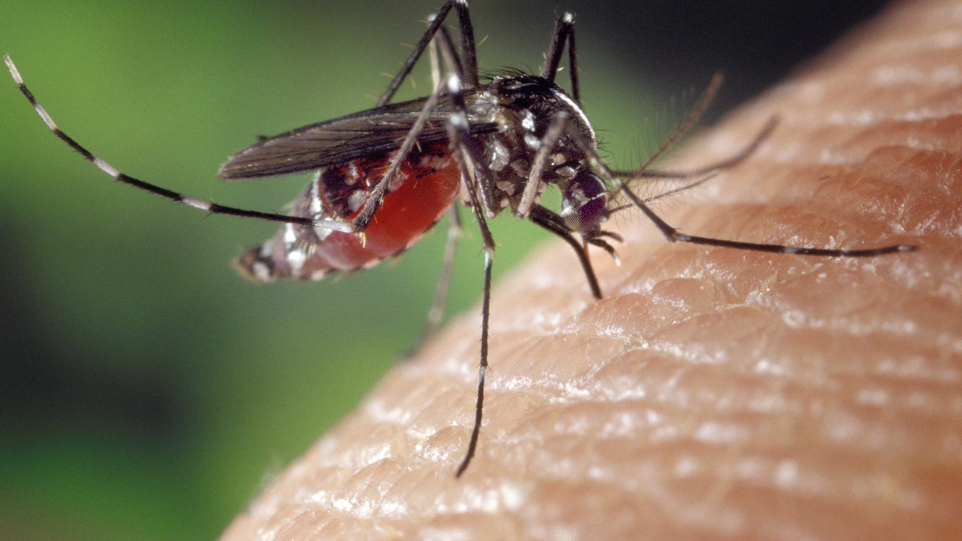 Imagen de archivo de un mosquito picando a una persona