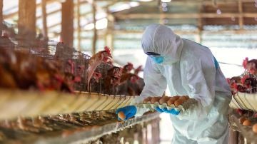 La pandemia de COVID 19 amenaza la seguridad alimentaria global