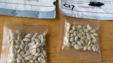Las misteriosas semillas enviadas desde China a EEUU sin que los destinatarios las pidan