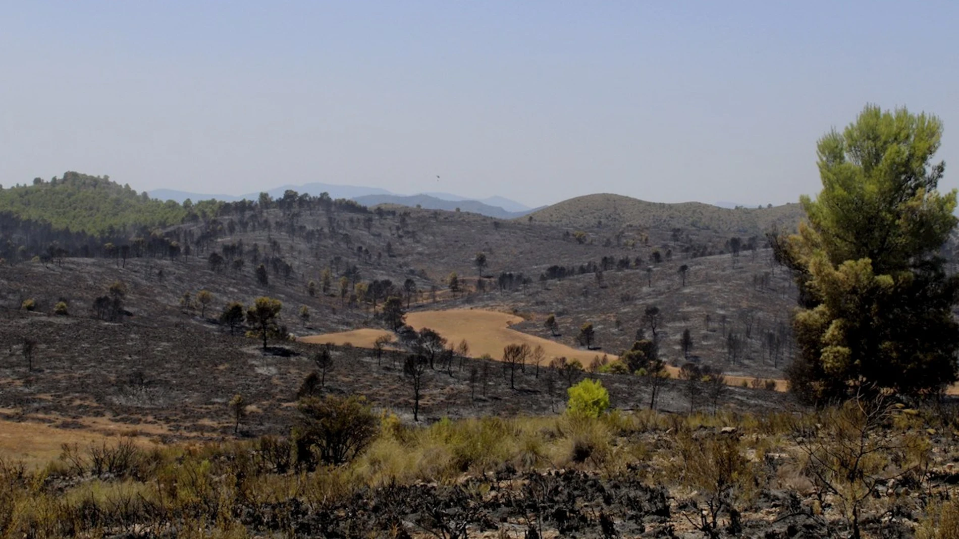 El incendio forestal que se ha declarado en Férez (Albacete)