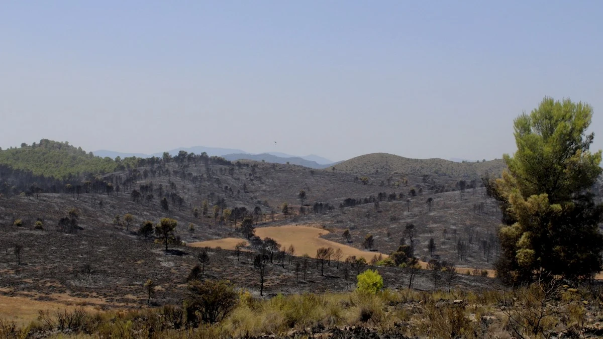 El incendio forestal que se ha declarado en Férez (Albacete)