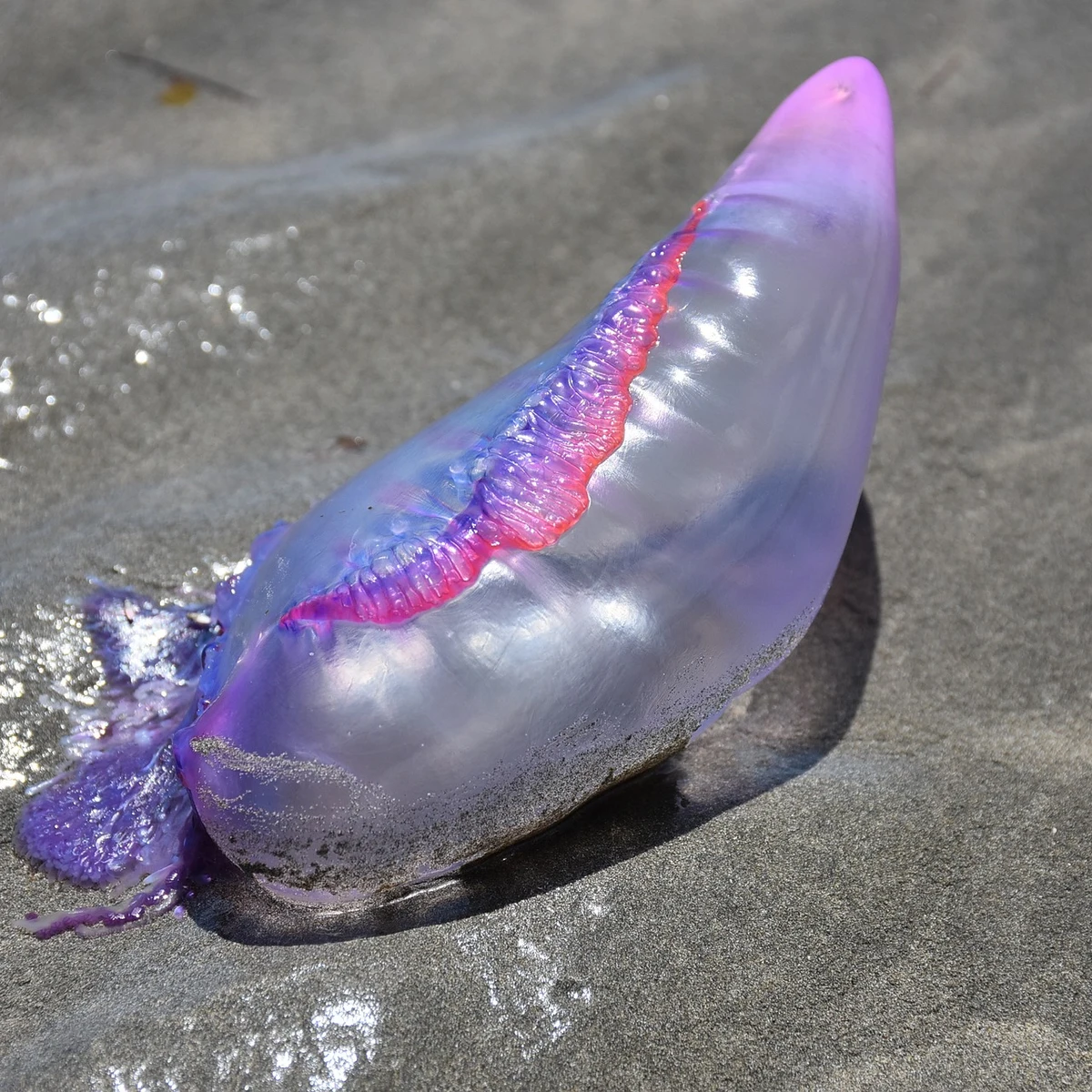 No son medusas: identifican cuatro especies distintas de carabela portuguesa