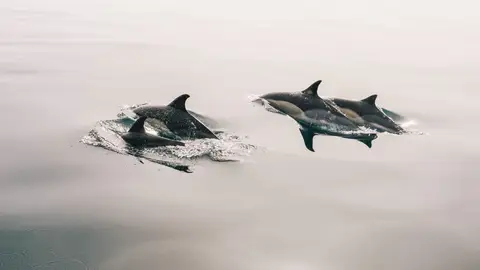 Delfines listados Delfines listados