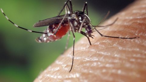 Mosquito