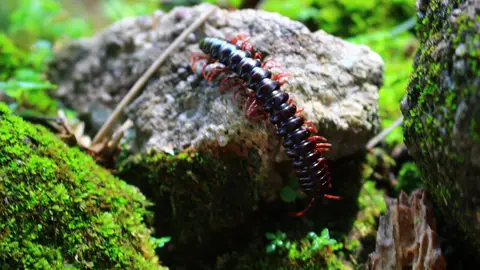 Escolopendra Escolopendra