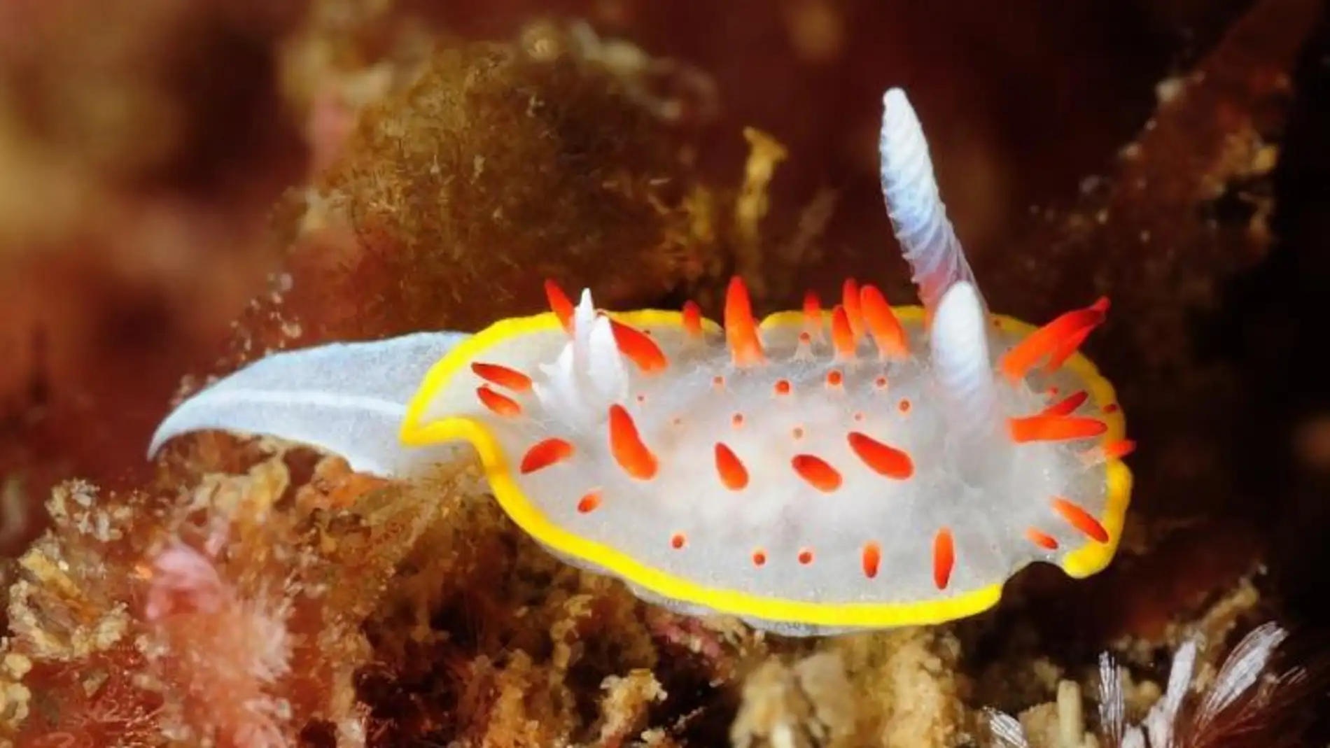 Babosas de mar descubren nuevos habitantes en el litoral de Barcelona