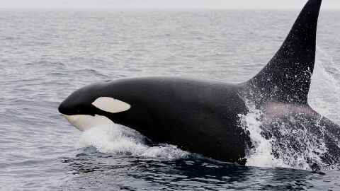 Orca