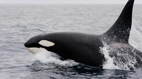 Orca Orca