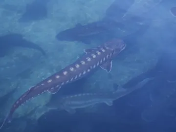 Esturiones Esturiones