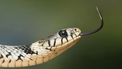 Serpiente