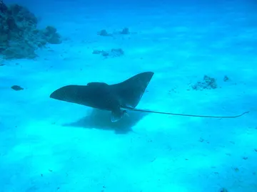 Manta raya Manta raya