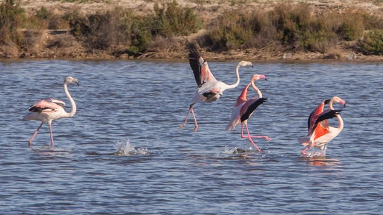 Varios flamencos en el Parque Regional Salinas y Arenales de San Pedro del Pinatar, Murcia Varios flamencos en el Parque Regional Salinas y Arenales de San Pedro del Pinatar, Murcia