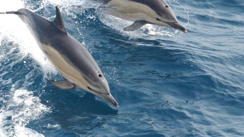Delfines comunes