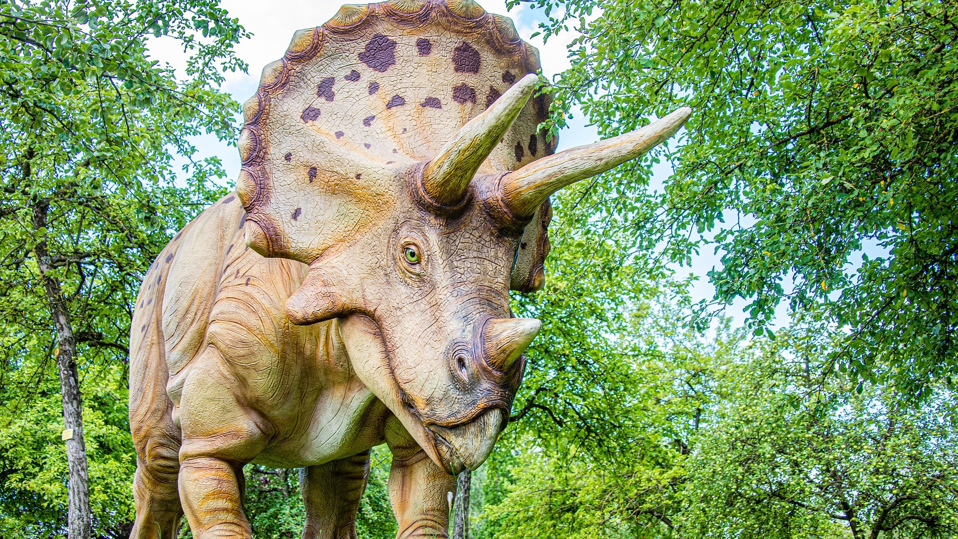 Triceratops