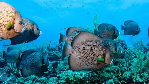 Barrera de coral, Belice Barrera de coral, Belice