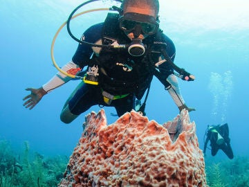 Buceando en la barrera de coral de Belice