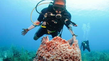 Buceando en la barrera de coral de Belice