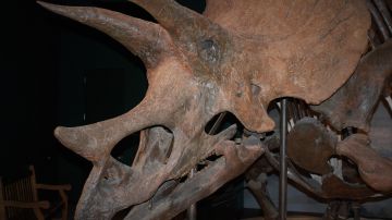 Huesos de dinosaurio (Archivo)