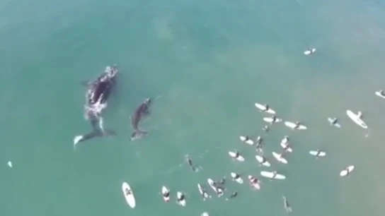 Una ballena y su cría junto a surfistas Una ballena y su cría junto a surfistas