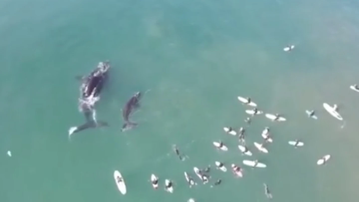 Una ballena y su cría junto a surfistas Una ballena y su cría junto a surfistas