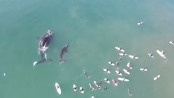 Una ballena y su cría junto a surfistas