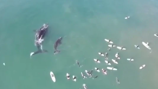 Una ballena y su cría junto a surfistas