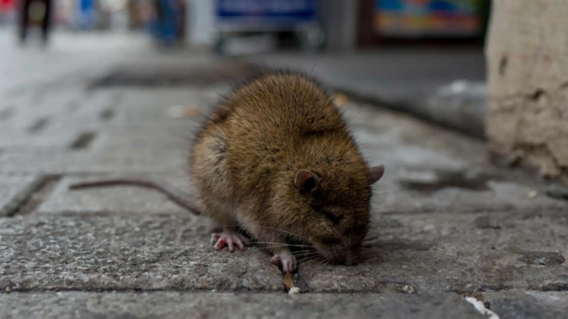 Los cambios en el uso de la tierra aumentan el riesgo de brotes de enfermedades zoonoticas