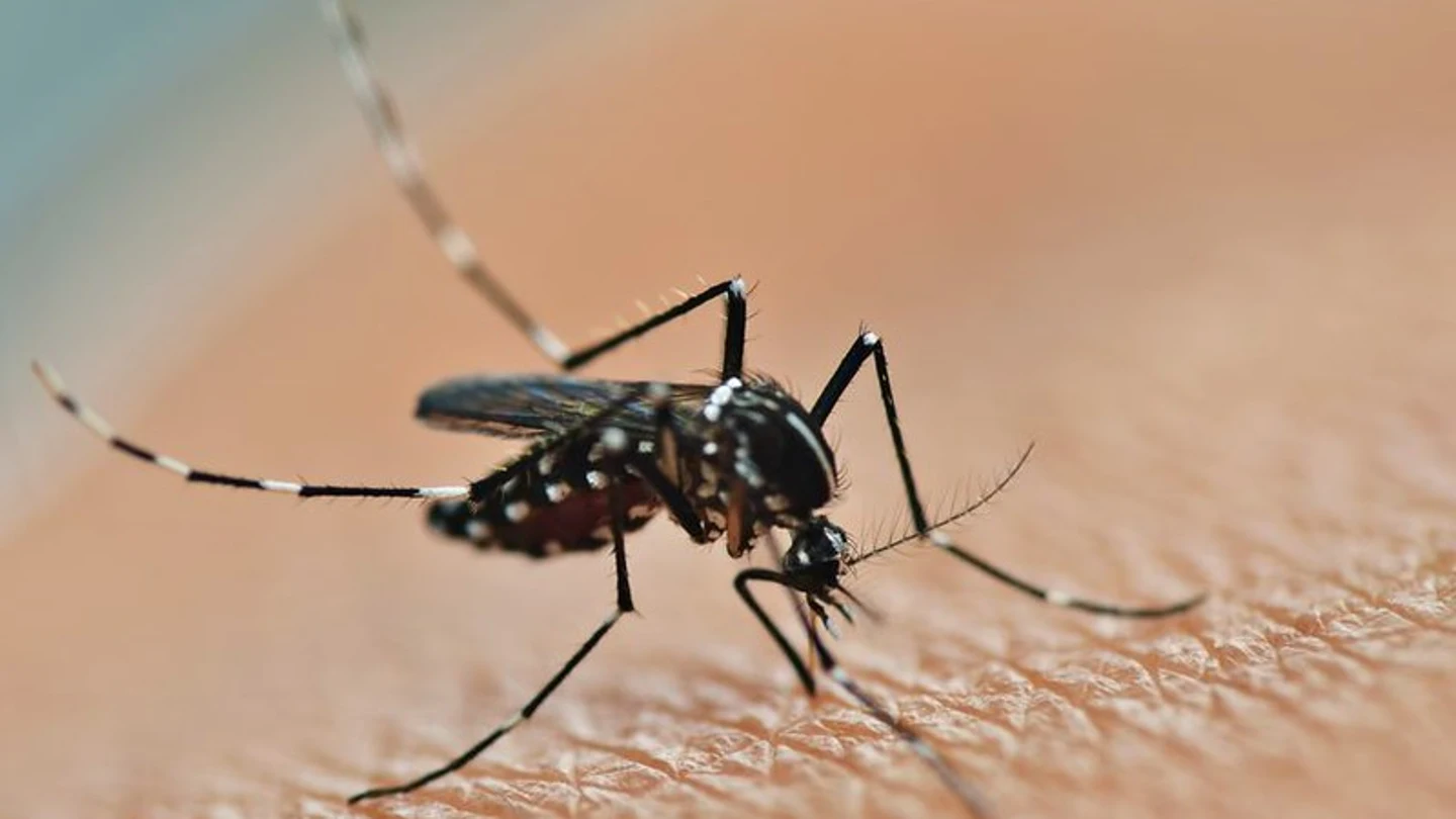 Imagen de archivo de un mosquito sobre la piel de una persona El remedio japonés a base de frío y amoníaco para calmar las picaduras de mosquito