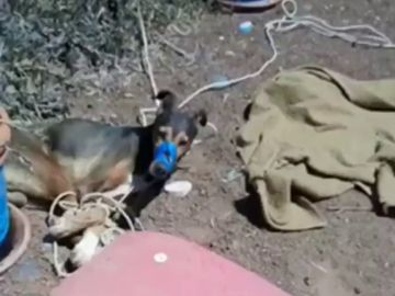 Muere un perro por asfixia tras ser atado y amordazado con cinta aislante en una finca de Teguise, en Lanzarote Muere un perro por asfixia tras ser atado y amordazado con cinta aislante en una finca de Teguise, en Lanzarote