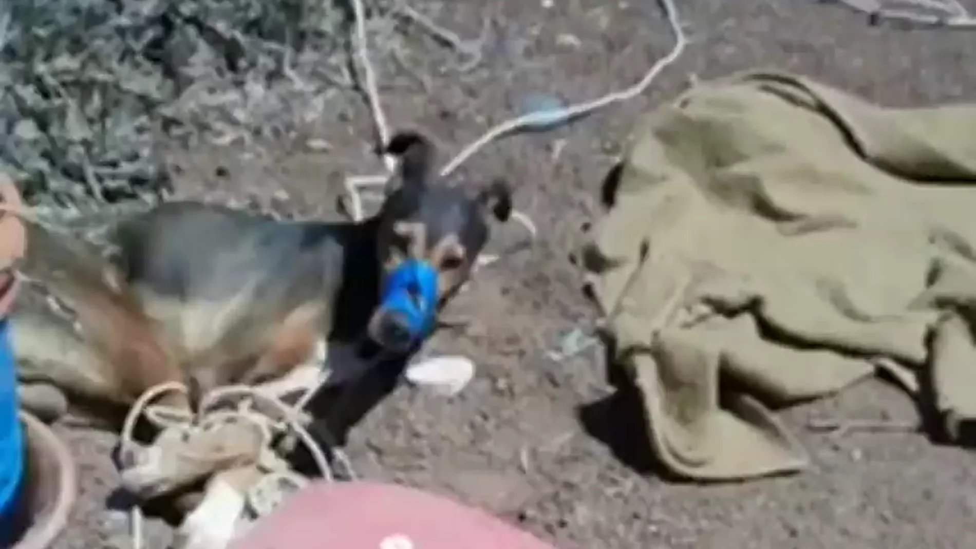 Matan a un perro por asfixia tras atarle y amordazarle con cinta aislante  en una finca de Teguise, en Lanzarote