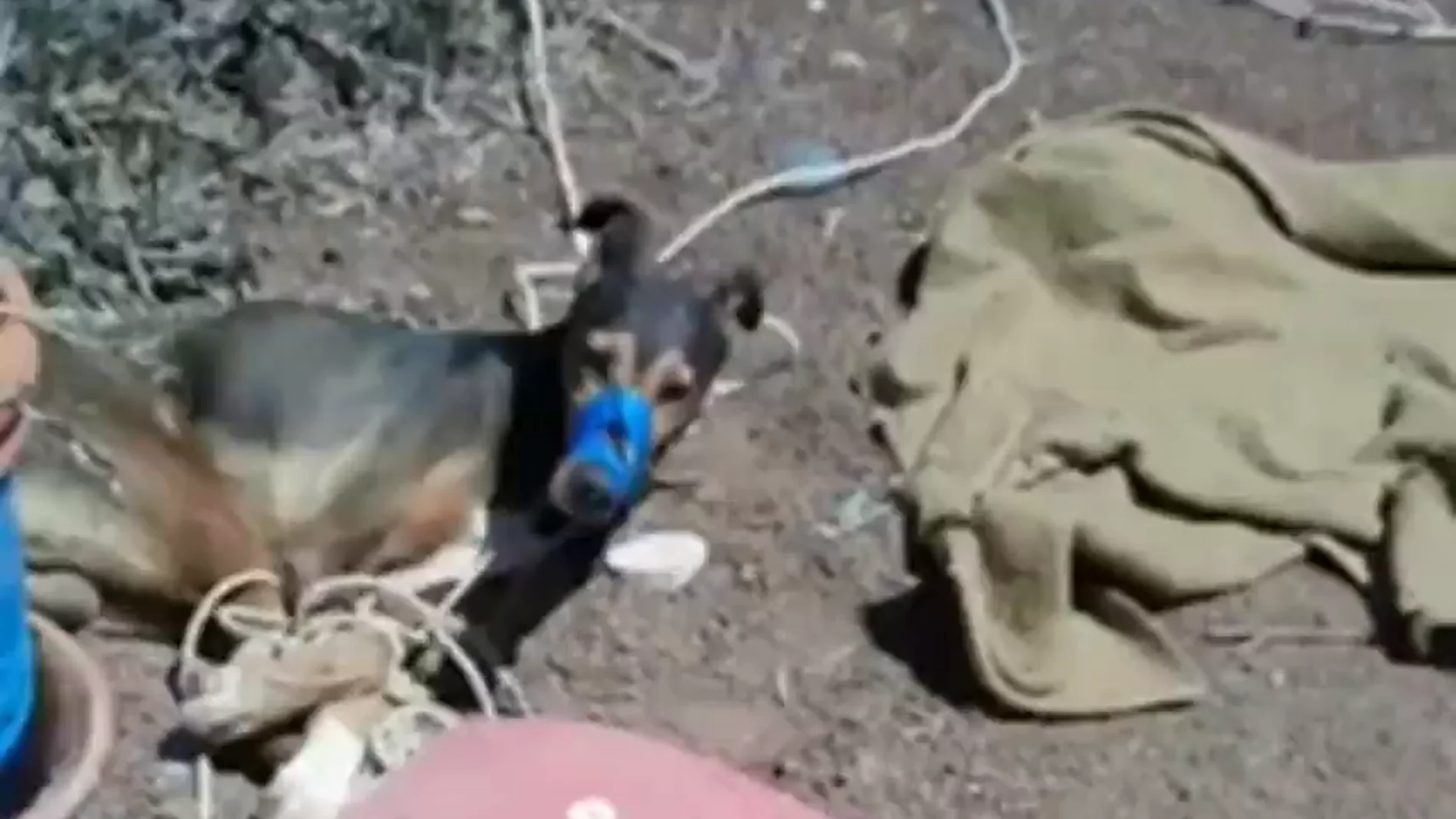 Matan a un perro por asfixia tras atarle y amordazarle con cinta aislante en una finca de Teguise, en Lanzarote Matan a un perro por asfixia tras atarle y amordazarle con cinta aislante en una finca de Teguise, en Lanzarote