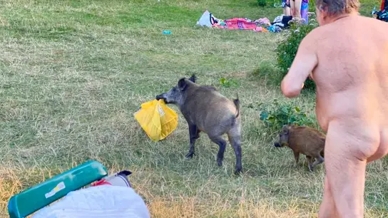 Un hombre presigue a un jabalí desnudo Un hombre presigue a un jabalí desnudo