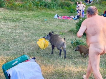 Un hombre presigue a un jabalí desnudo Un hombre presigue a un jabalí desnudo