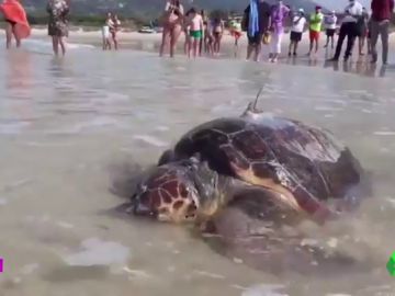 La tortuga boba Sparrow vuelve a su hábitat tras ser atendida por un traumatismo La tortuga boba Sparrow vuelve a su hábitat tras ser atendida por un traumatismo