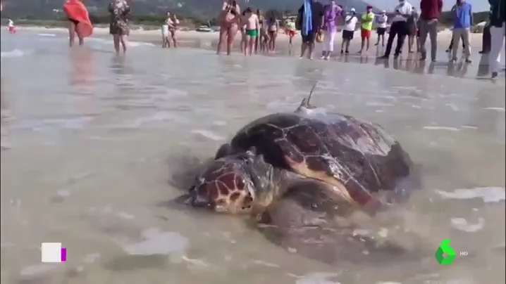 La tortuga boba Sparrow vuelve a su hábitat tras ser atendida por un traumatismo